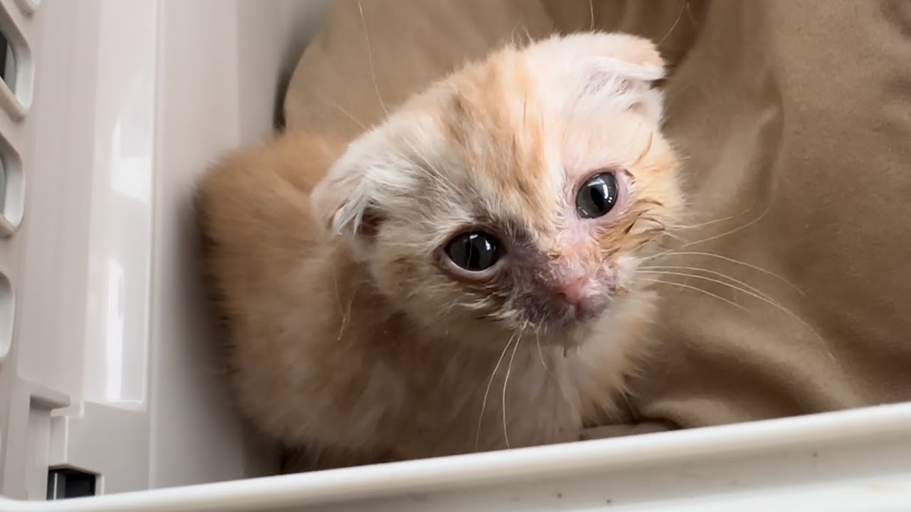 急に倒れてしまった子猫の現状を報告します。 #12