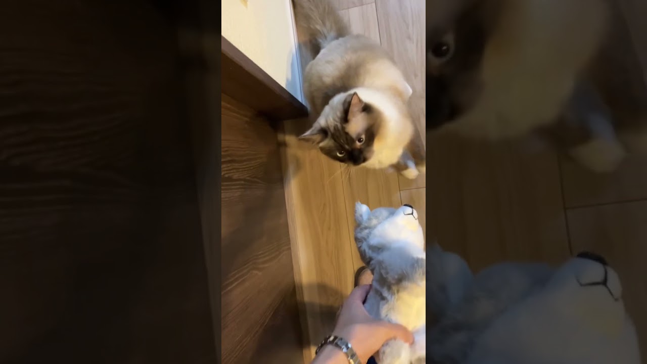 たぬきに似た猫のラグドールに新しいぬいぐるみをあげたら凄い食いついてきた