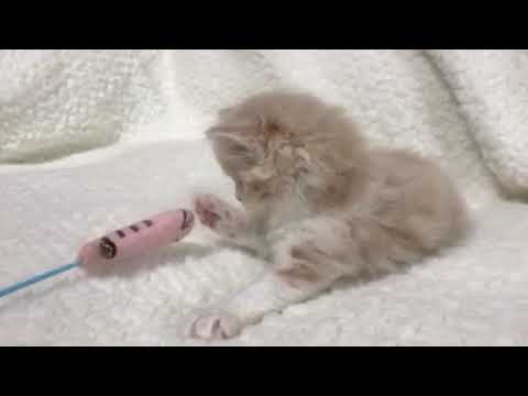 2018年7月2日産 スコティッシュフォールド赤ちゃん