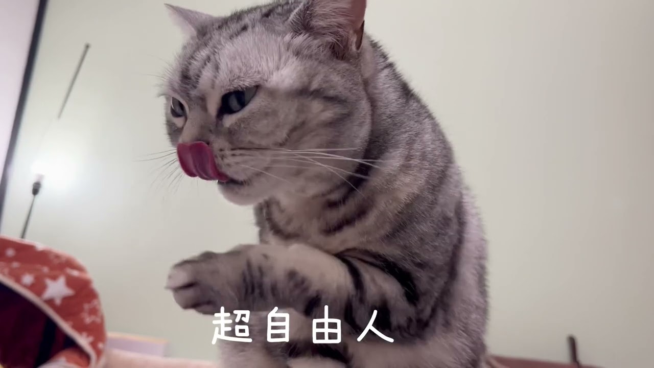 超自由人〜アメリカンショートヘアのあいちゃん〜