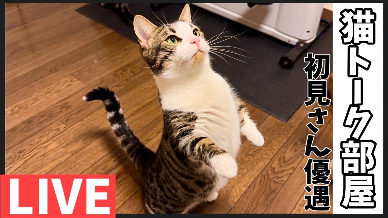 猫のライブ配信【ねこなま】ベンガル猫とマンチカンとおっさんとトークラジオ