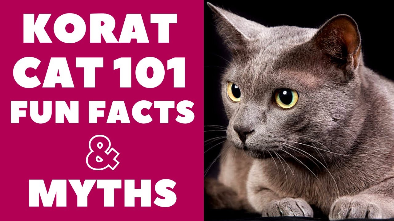 コラートの猫 101 : Fun Facts &神話