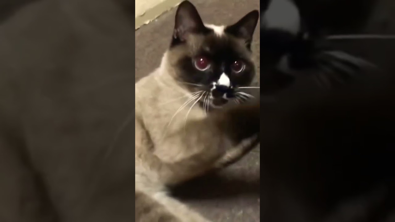 ヒモと戯れる【シャムMIX】弟猫