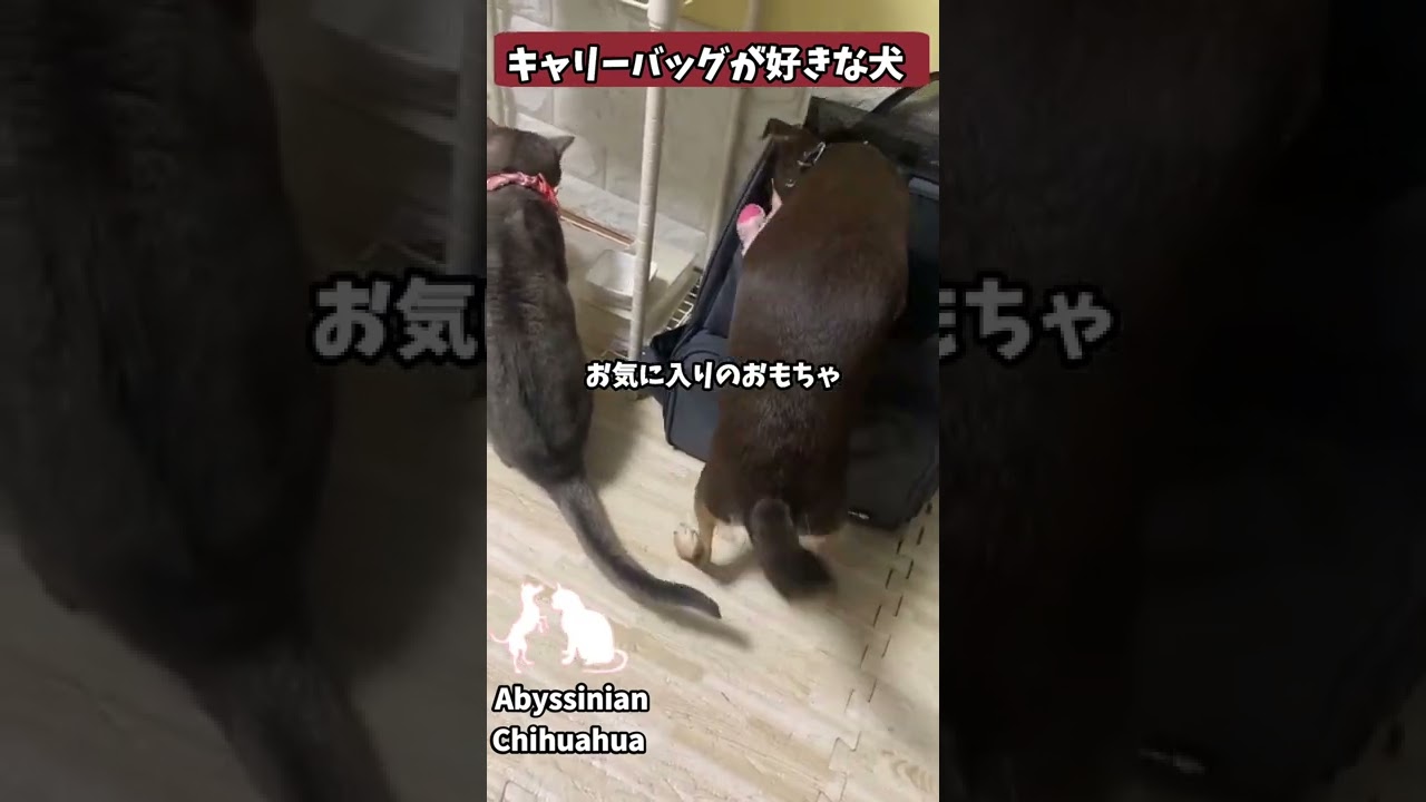 (チワワ&アビシニアン)キャリーバッグが好きな犬 #shorts