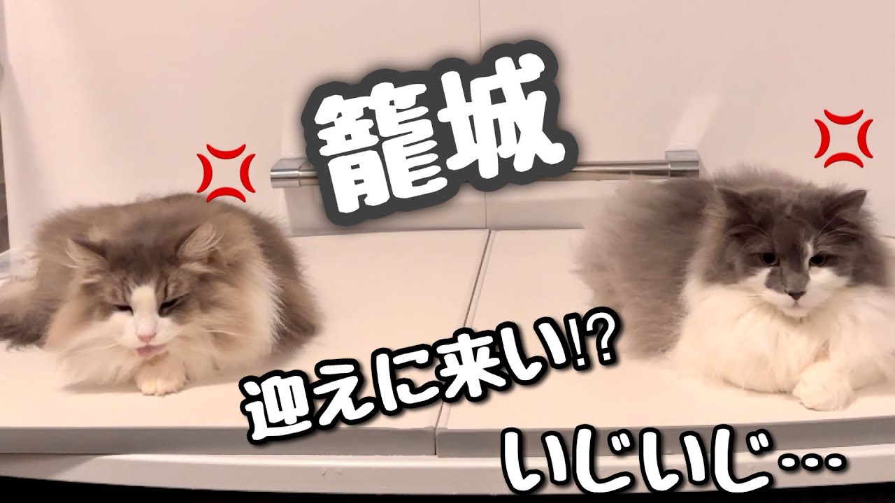 深夜徘徊⁉︎近頃めんどくさい猫たちになってます💦ノルウェージャンフォレストキャスト