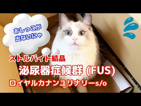 尿トラブルで救急搬送…その後の病状&療法食【ラグドール】