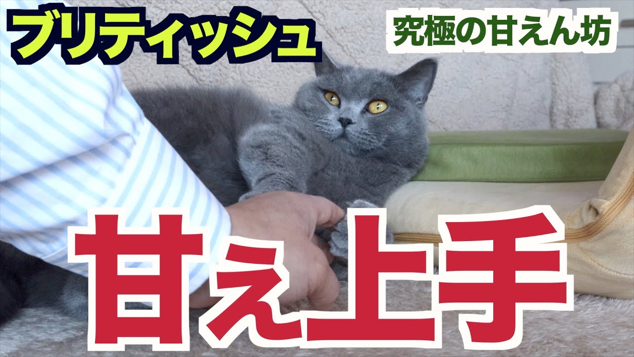 ブリティッシュショートヘアは究極の甘えん坊大将軍です