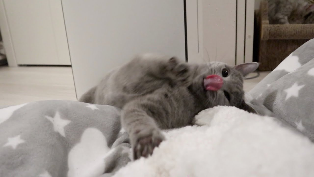 またたびを与えた猫のリアクションが芸人レベルでした。