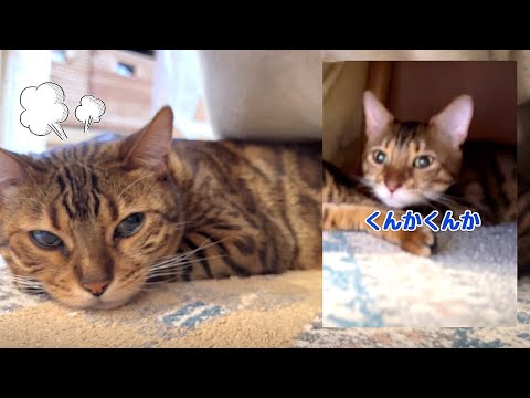 コタツをのぞいたら旦那猫が嫁猫のストーカーしていました