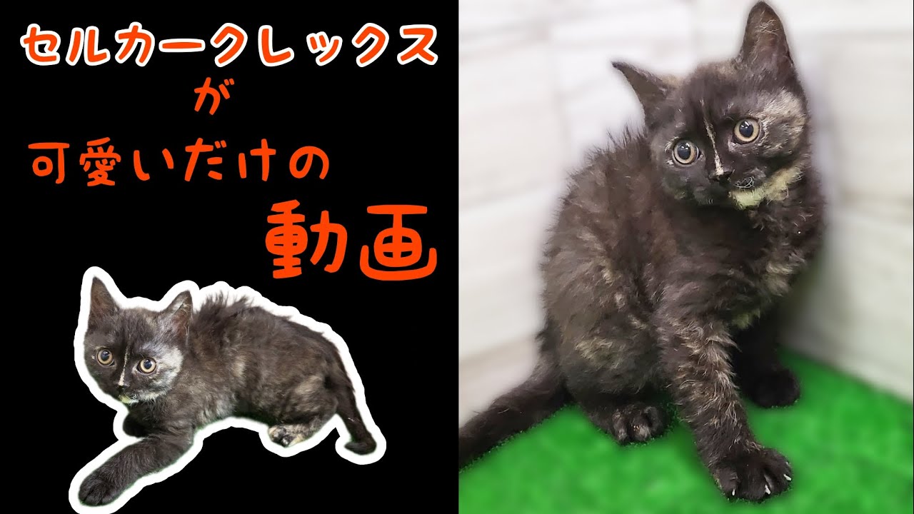 セルカークレックス・子猫【府中四谷店】