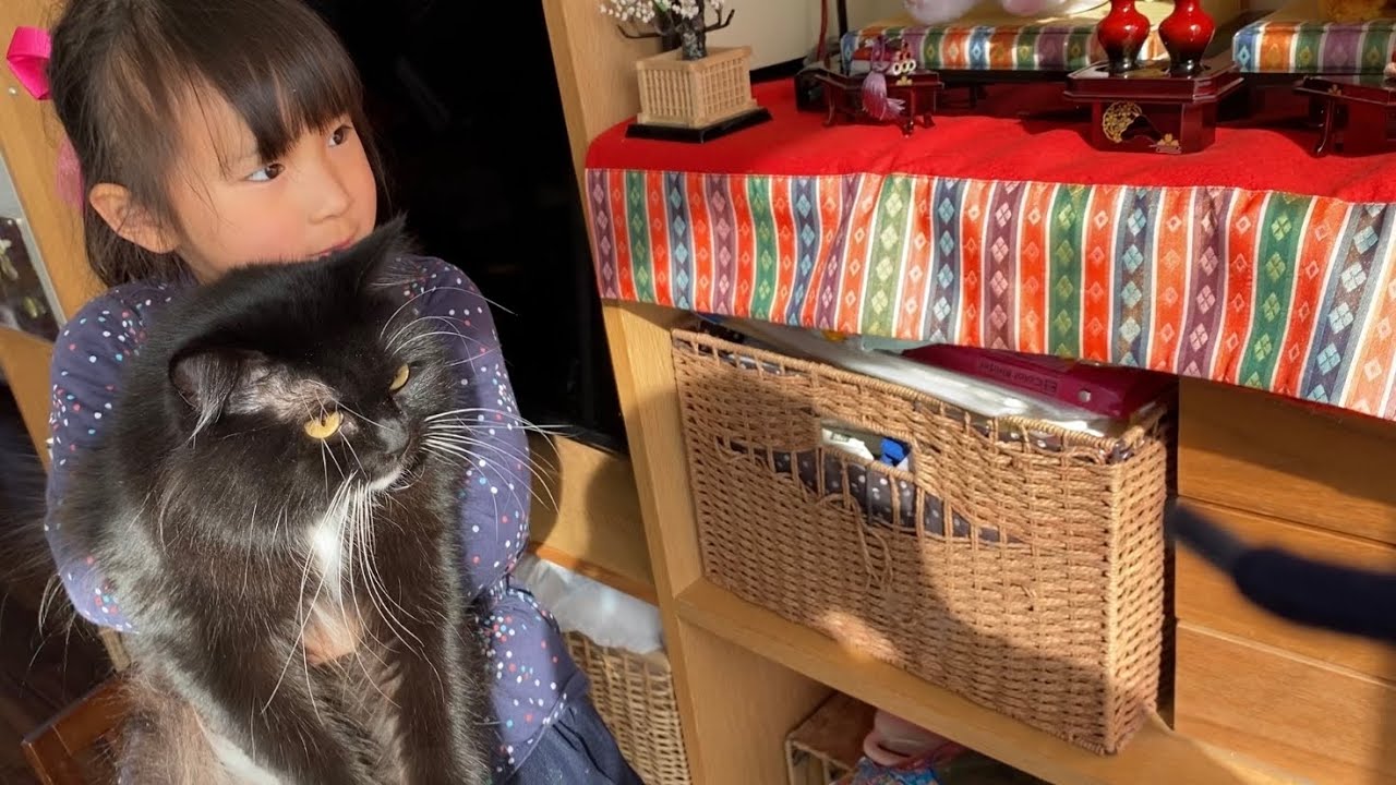 雛人形の箱に入りたい猫　ラガマフィンA cat that wants to enter the doll box. Ragamuffin