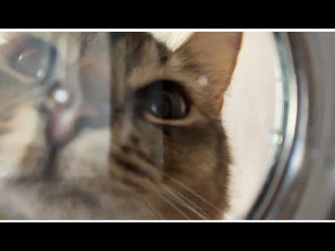 猫のお食事を下から撮影する皿で観察したらさすがに悶えた