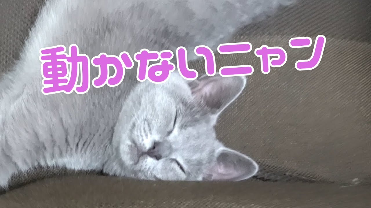 シャルトリューの子猫はこんな感じの猫種です。        【シャルトリュー】