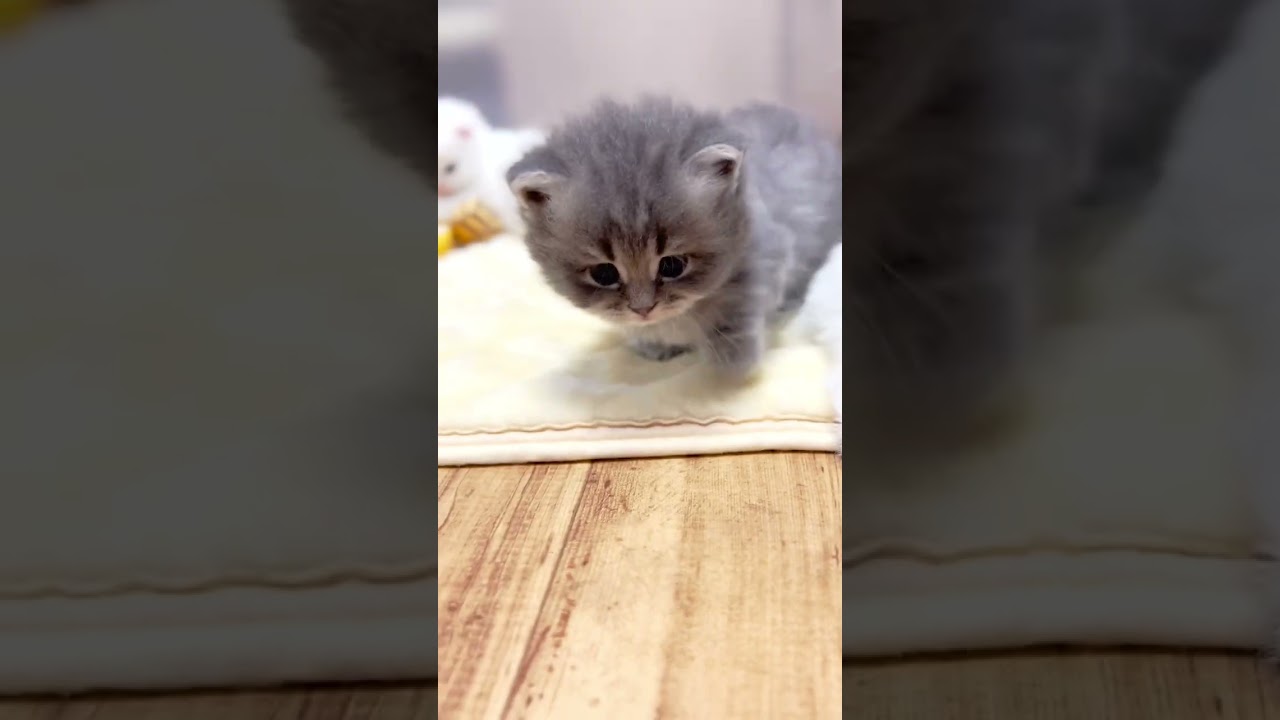 子猫のヨチヨチ歩きは正義なり✨ #マンチカン #子猫 #短足マンチカン #shorts #ミヌエット