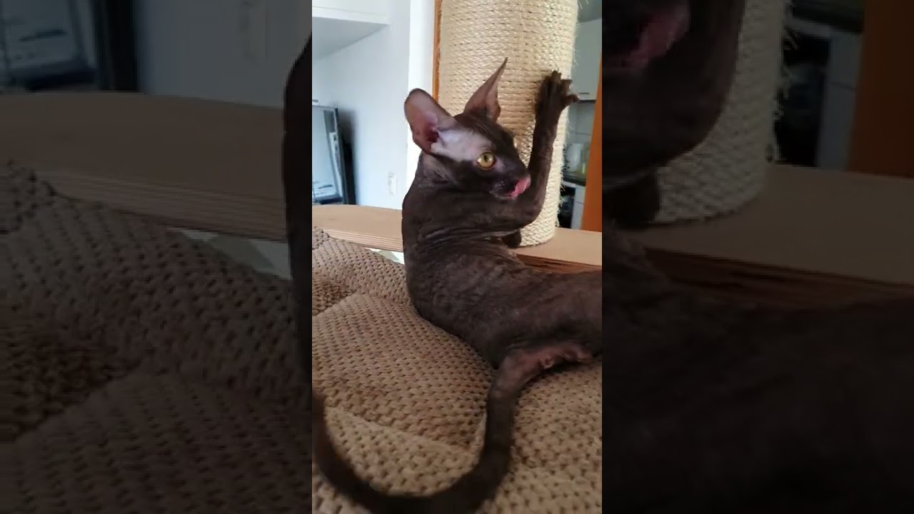 Cornish Rex cute kitty🥰😸😽