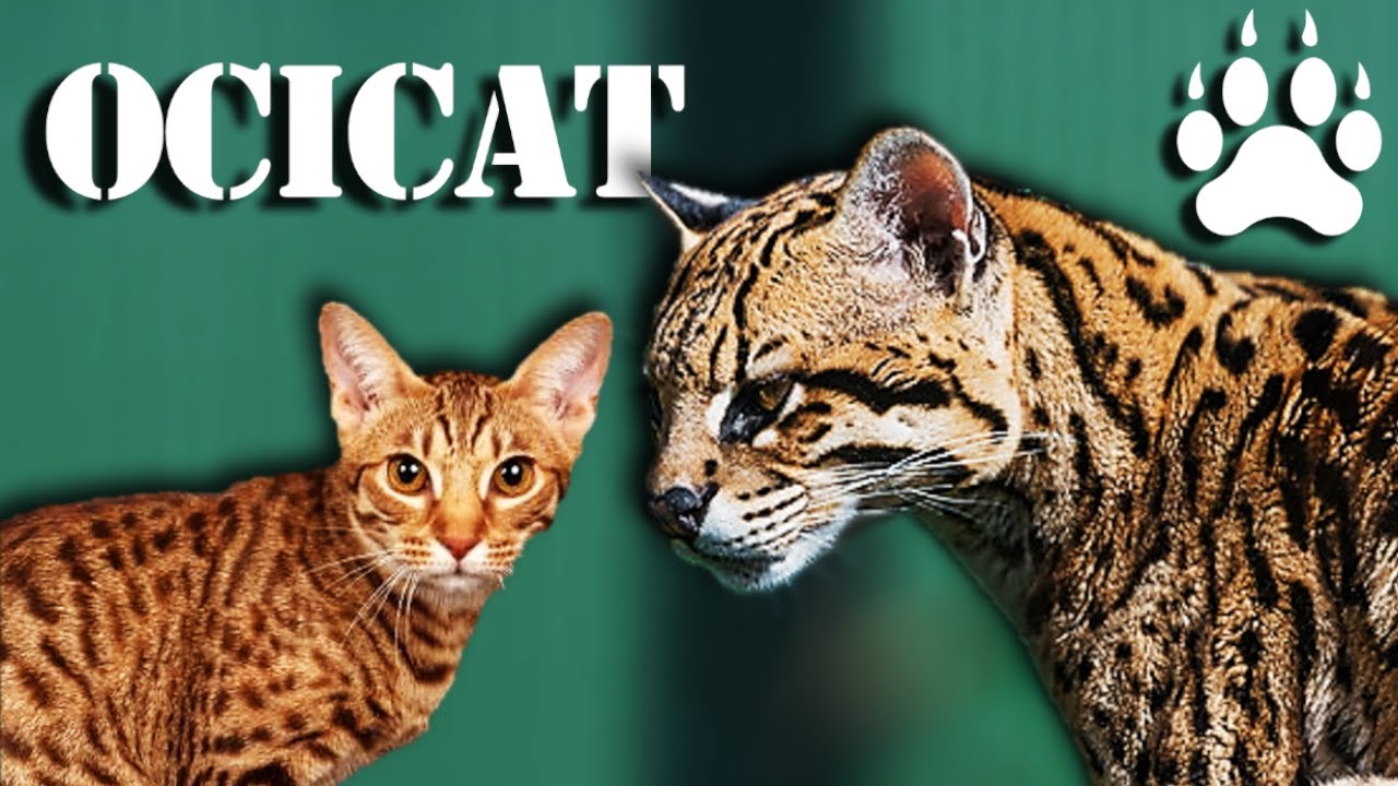 OCICAT - オセロットの飼い猫バージョン