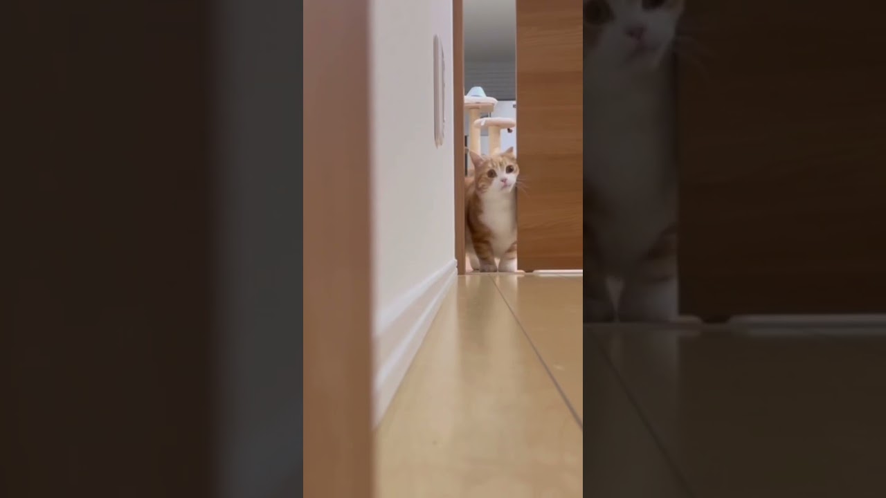 マンチカン