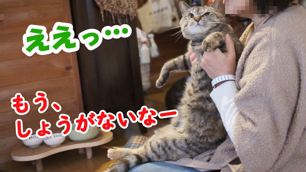抱っこされても、されるがままの猫ナナちゃん