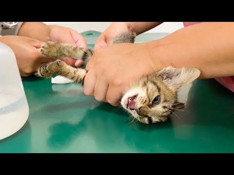初めての注射に耐える保護子猫