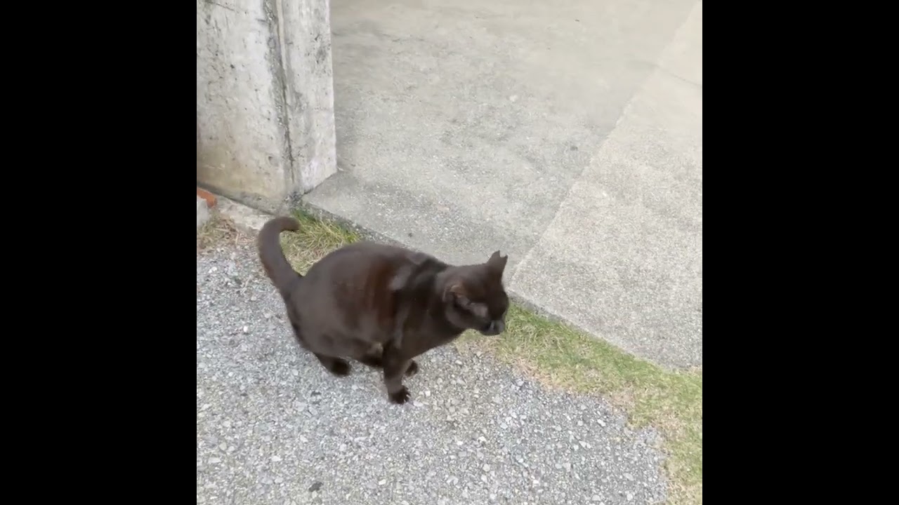 sneezing black cat  #Shorts