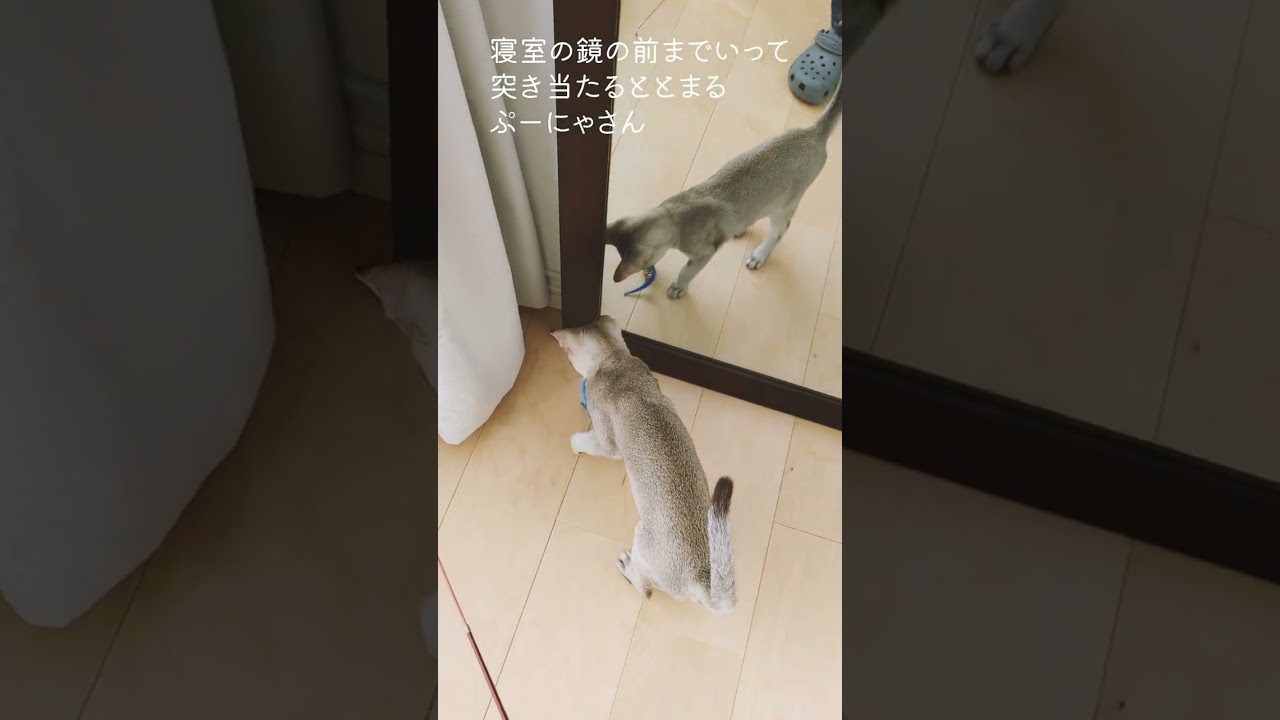 犬を散歩させているような気持にさせる子猫#犬のような猫#shorts#シンガプーラ