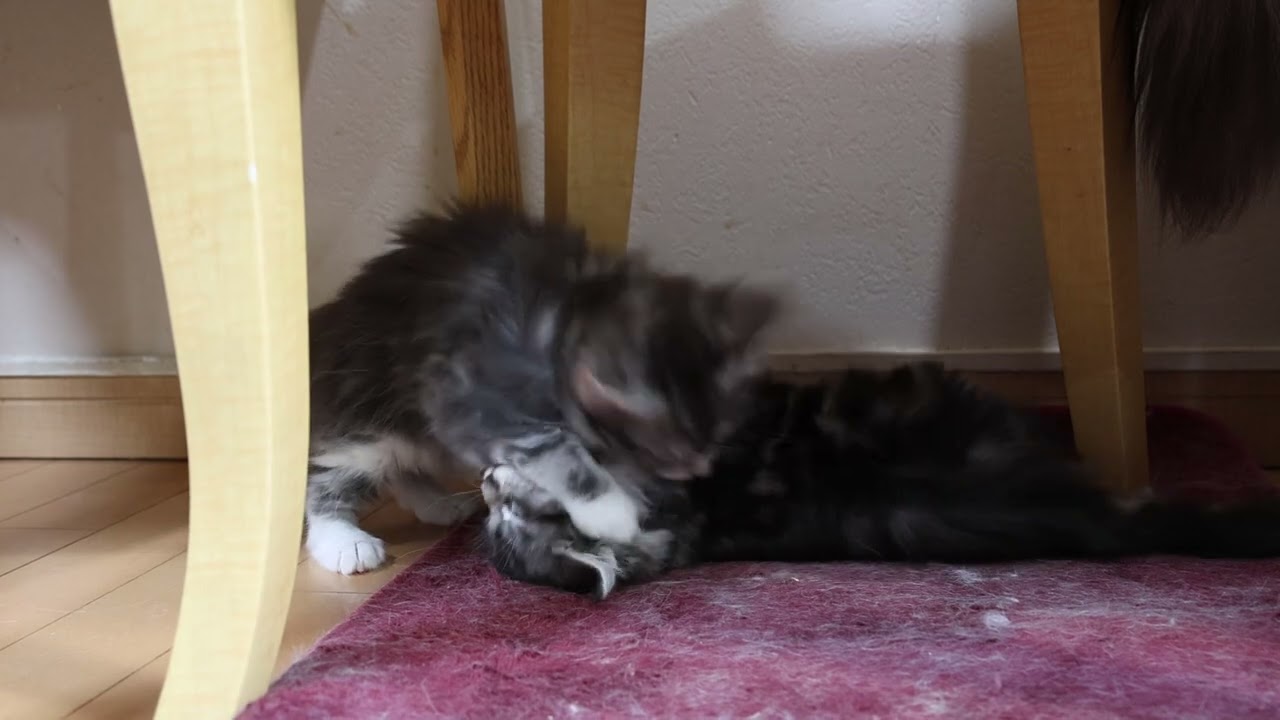 ブルーのメインクーン子猫の虎徹君