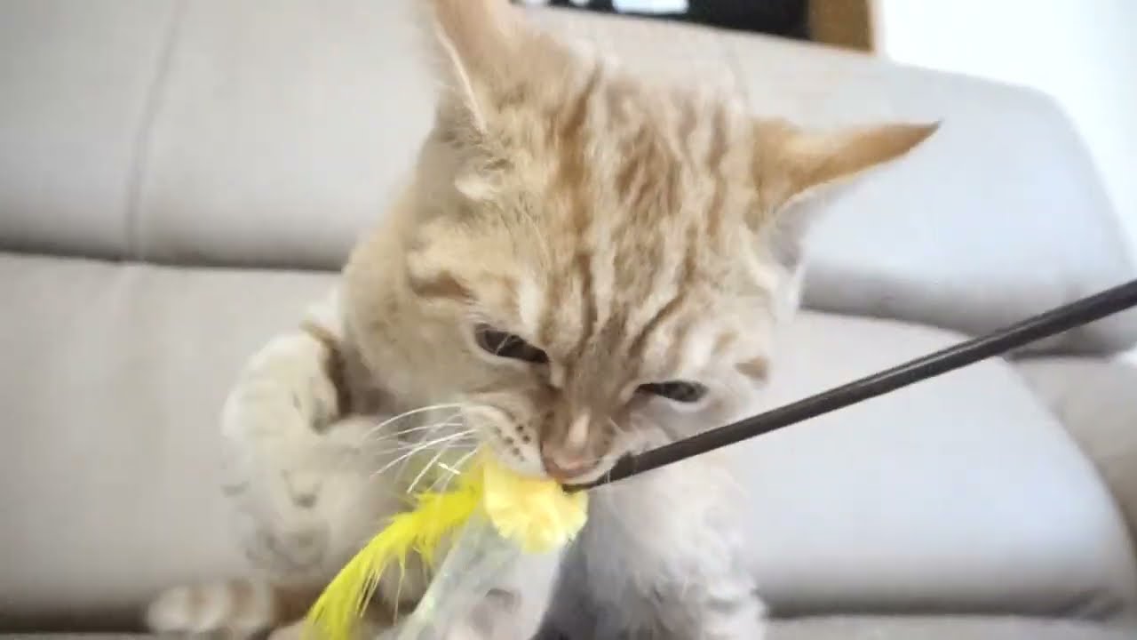 セルカークレックス子猫　2022.9.30産まれ 　レッドタビー　男の子　シーダキャット猫のお店　Selkirk Rex