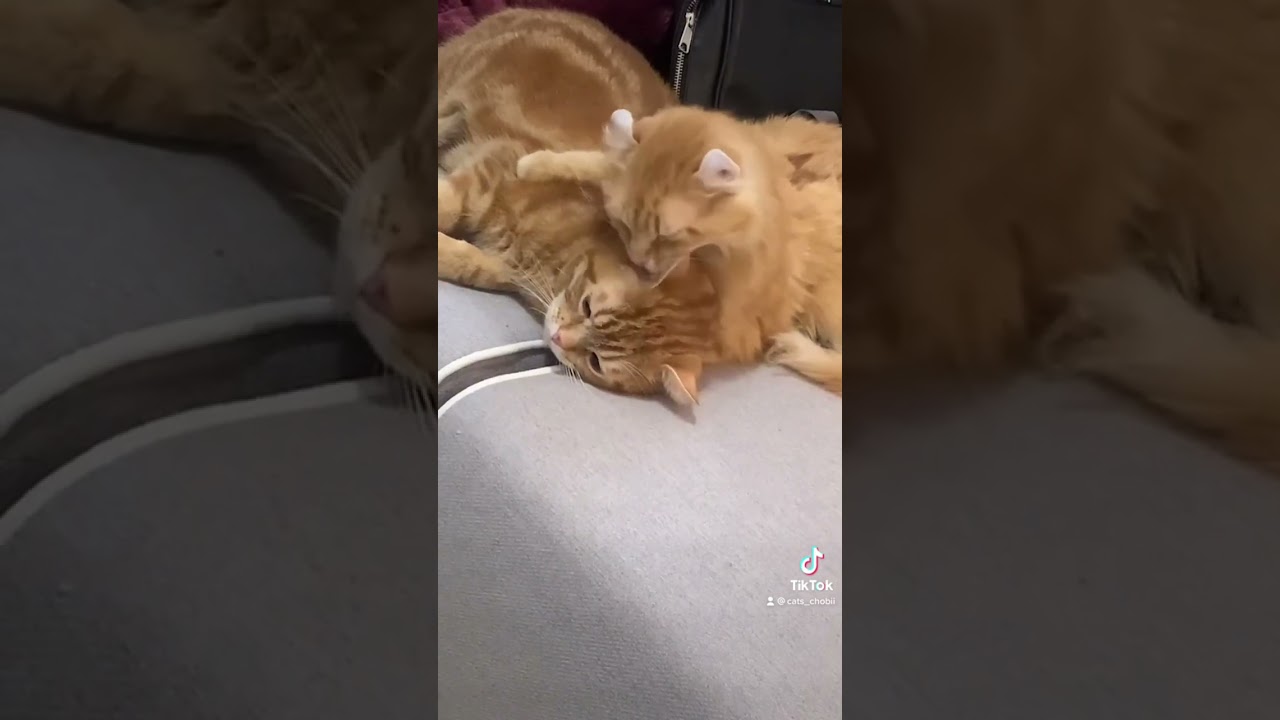 仲良し毛繕い　普段お兄ちゃんのはずが… #猫好きさんと繋がりたい #cattytv #猫 #猫のいる暮らし #catlover #アメリカンショートヘア #cats #アメリカンカール