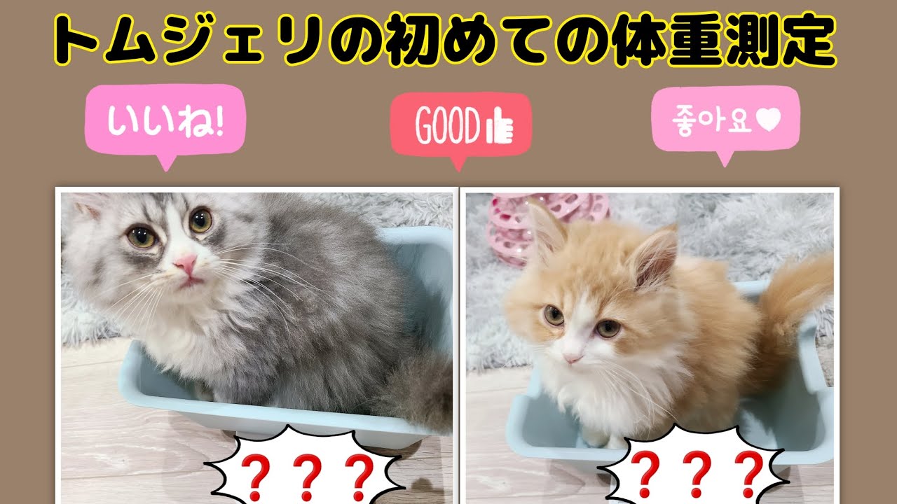 ラガマフィン子猫・トムジェリの体重測定🎶