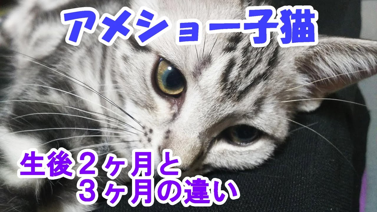 アメショー子猫、生後２ヶ月と３ヵ月の違い　（アメリカンショートヘア）