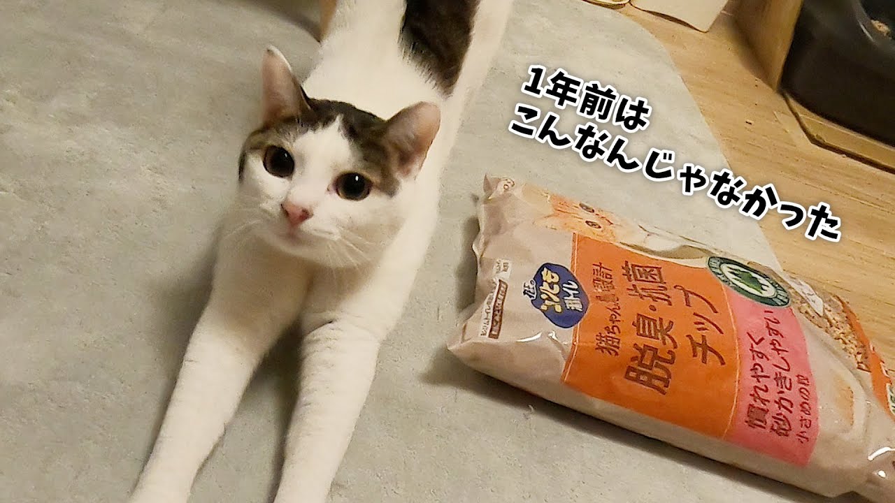 ちょっぴり大人になった猫、反応が1年前と違い過ぎました！