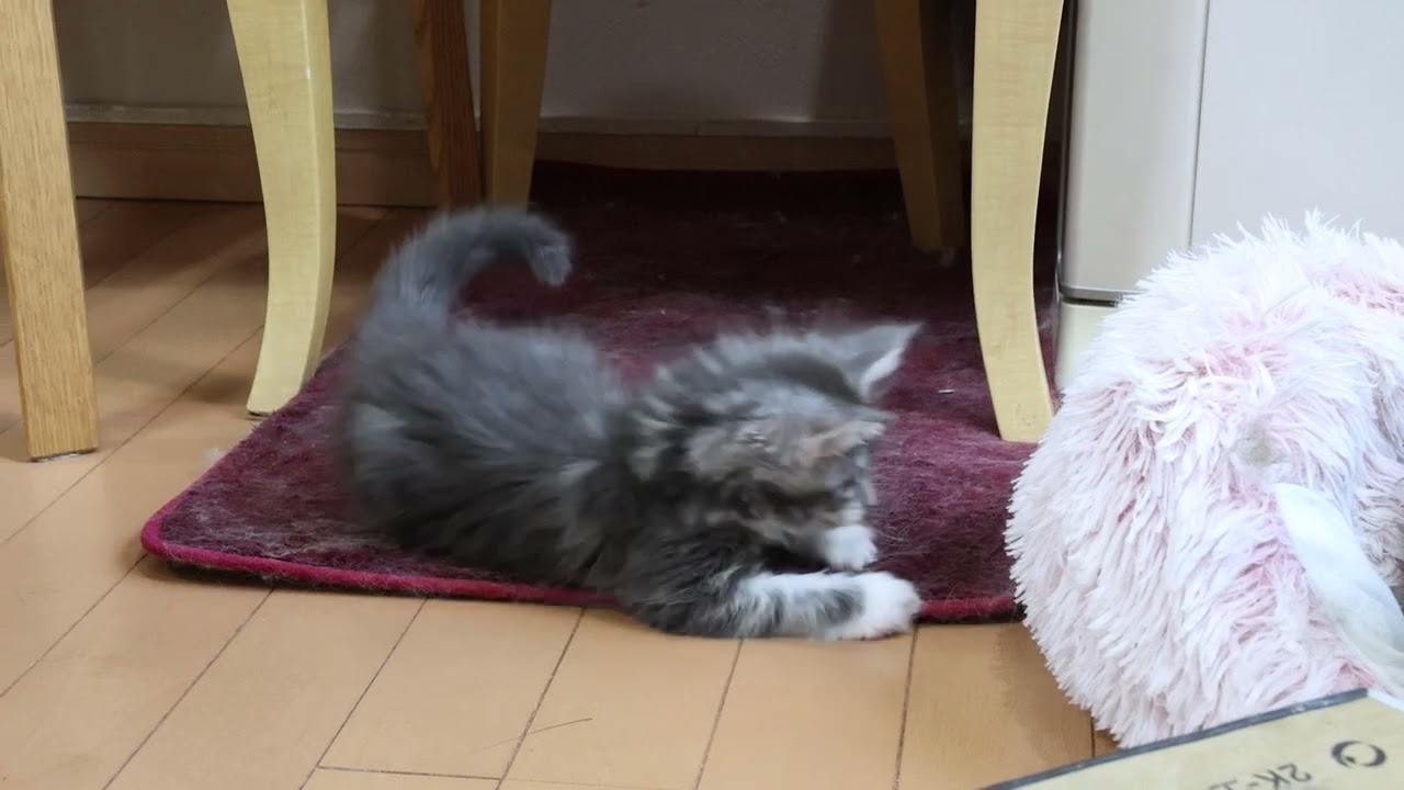ブルーのメインクーン子猫の虎徹君