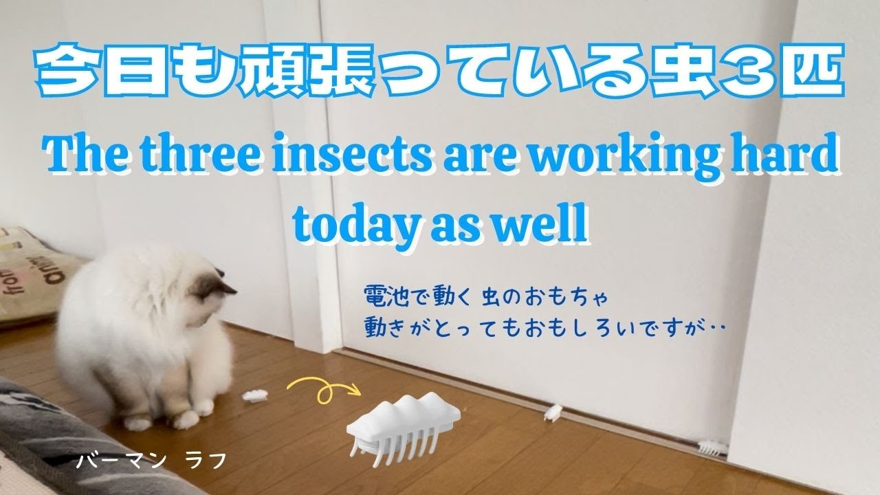 バーマン猫ラフ【今日も頑張っている虫3匹】The three insects are working hard today as well（バーマン猫）Birman/Cat