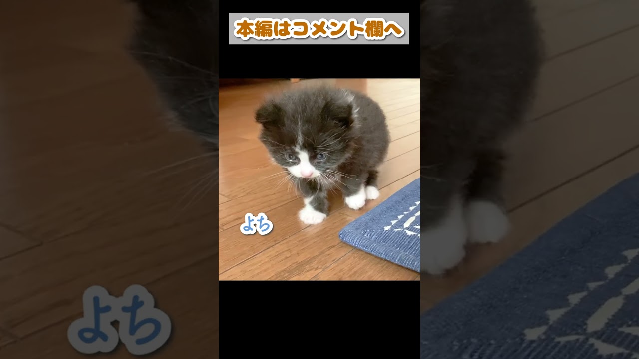 子猫がお手本のようなよちよち歩きを披露してくれました #shorts