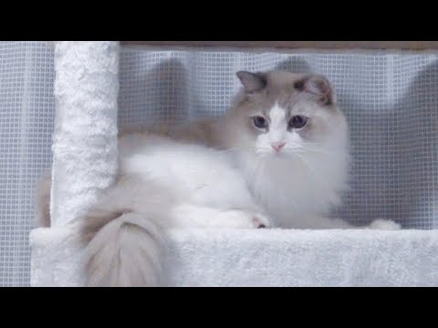 大型猫用キャットタワー居心地バツグンなのはこれ！【ラグドール】