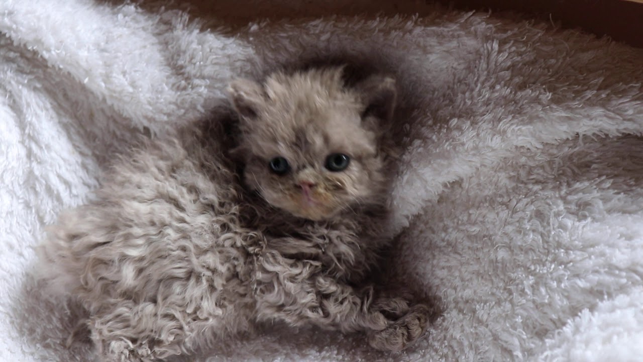 セルカークレックスの子猫