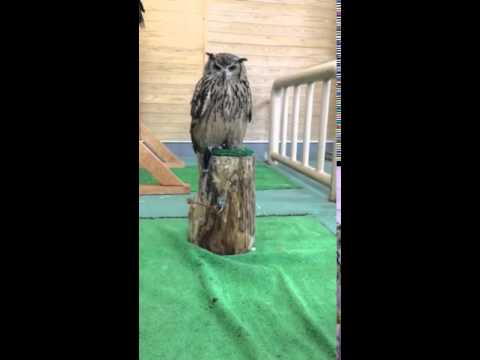 ベンガルワシミミズクのフィールの鳴き声　tobuzoo