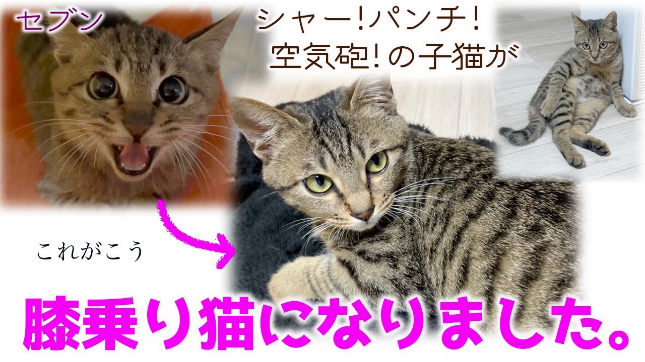 ND457【子猫】シャー！パンチ！空気砲！の子猫が膝乗り猫になりました。【保護猫】