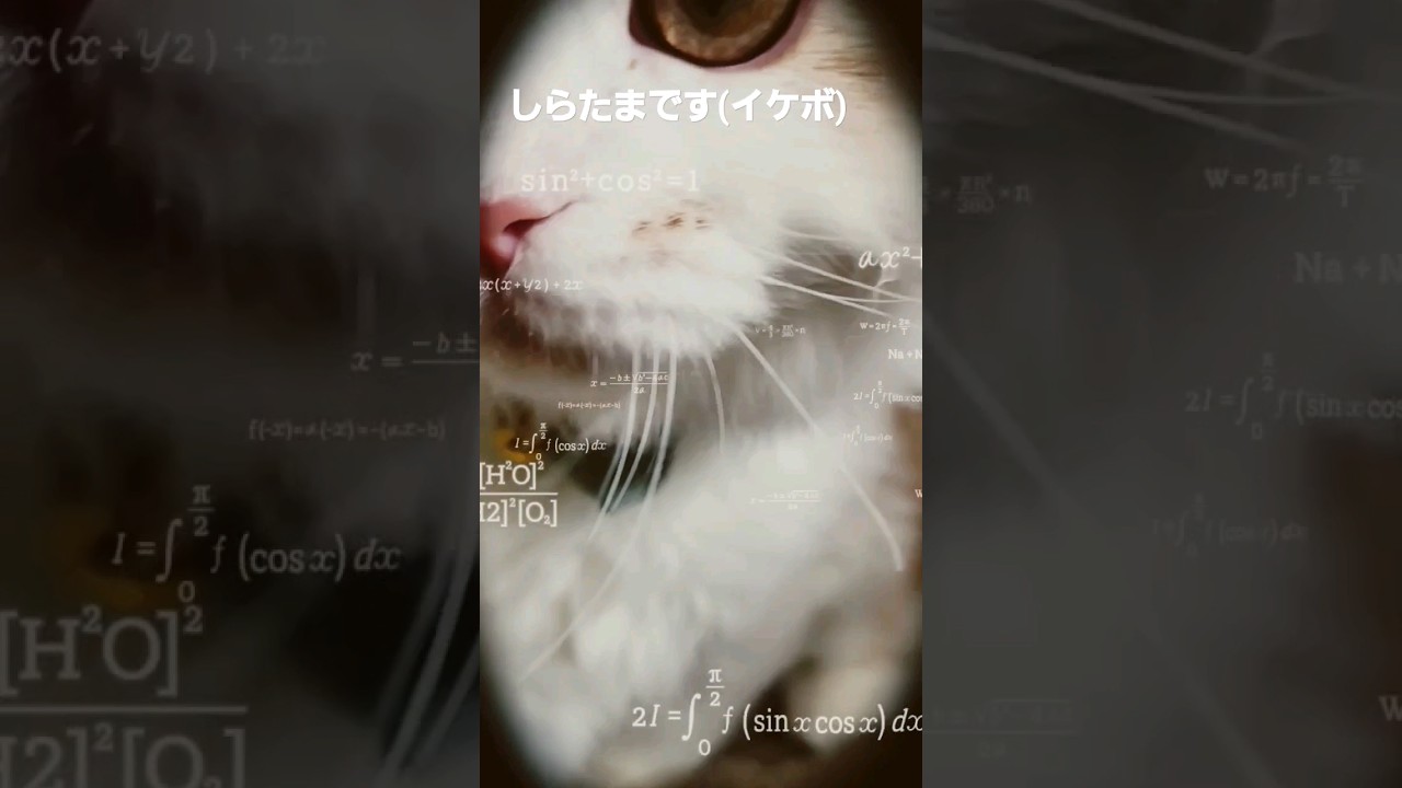 【子猫】たぶんイケボな猫#ラガマフィン #猫動画 #shorts #ガリレオ #しら山たま治