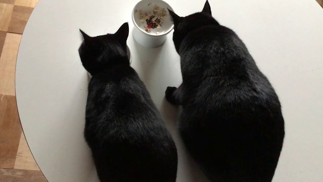 4匹の黒猫ボンベイ家族の1日☆Black bombay cat（黒のボンベイ猫）