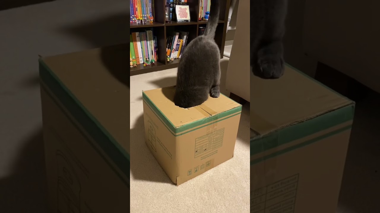 Cat in a box but she’s a little bad at it