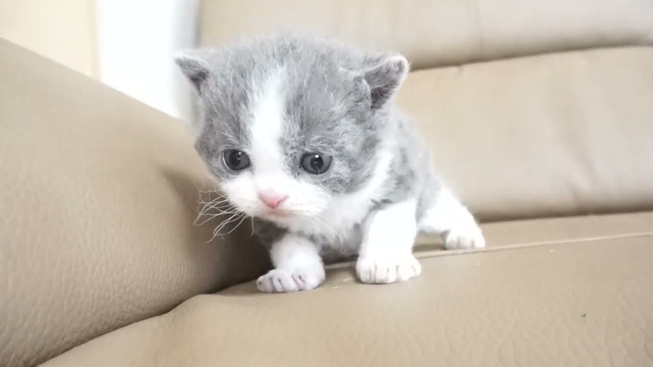 セルカークレックス子猫　2022.9.30産まれ 　ブルー＆ホワイト　女の子　シーダキャット猫のお店