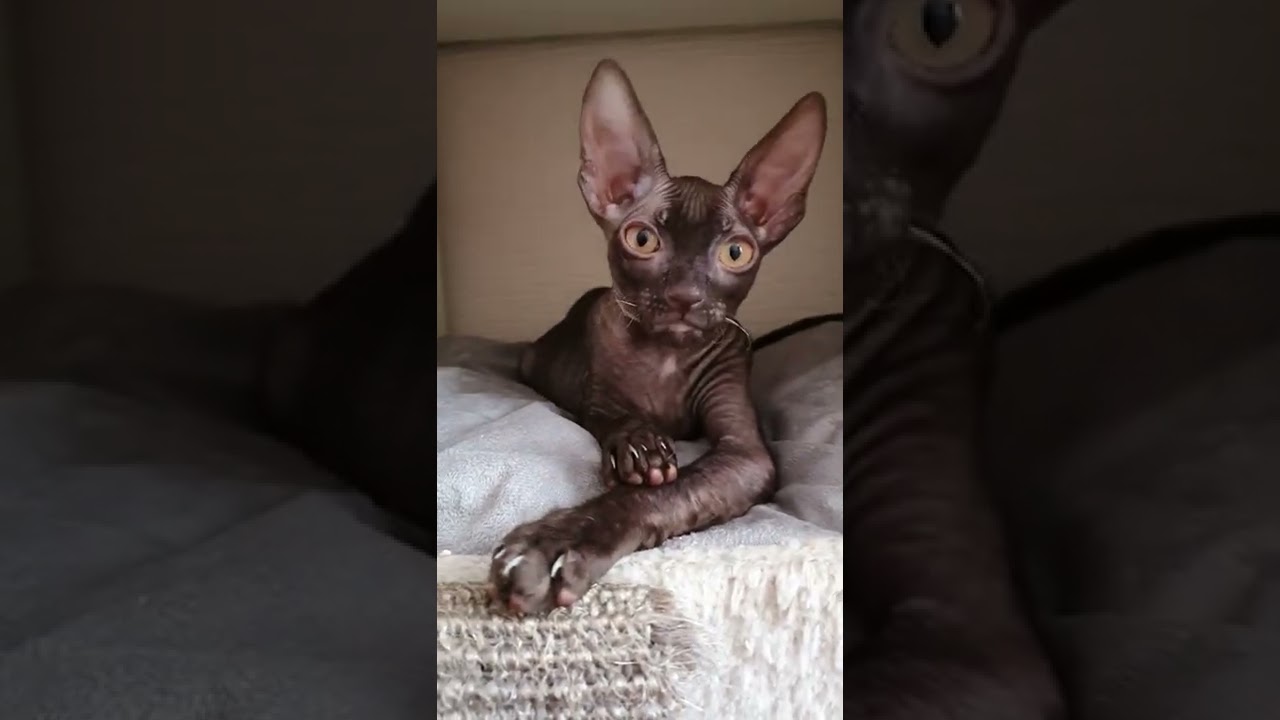 Cornish Rex to cute 😻😽❤ sweetness.