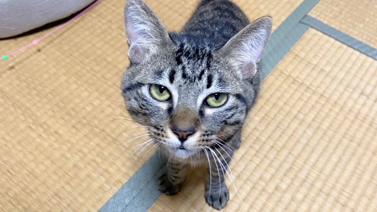 子猫を保護して4ヶ月が経ちました…もう限界です…