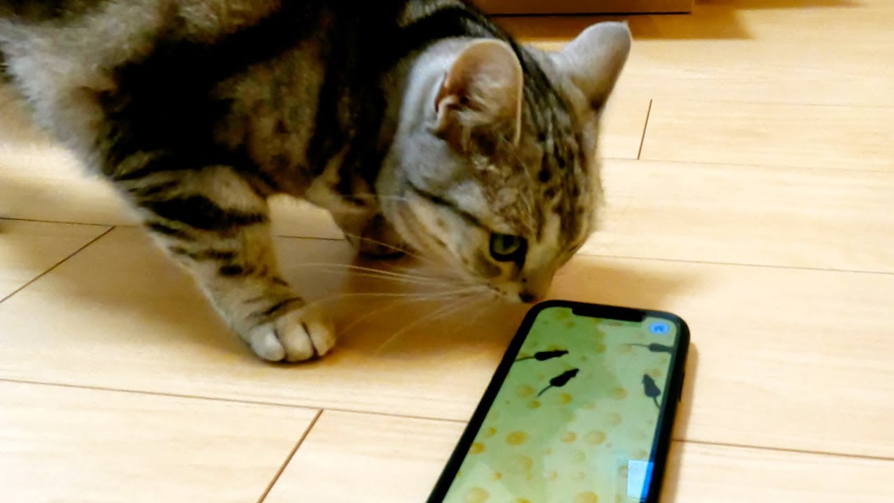 猫用のスマホアプリで遊ばせてみた結果...【アメリカンショートヘアー】