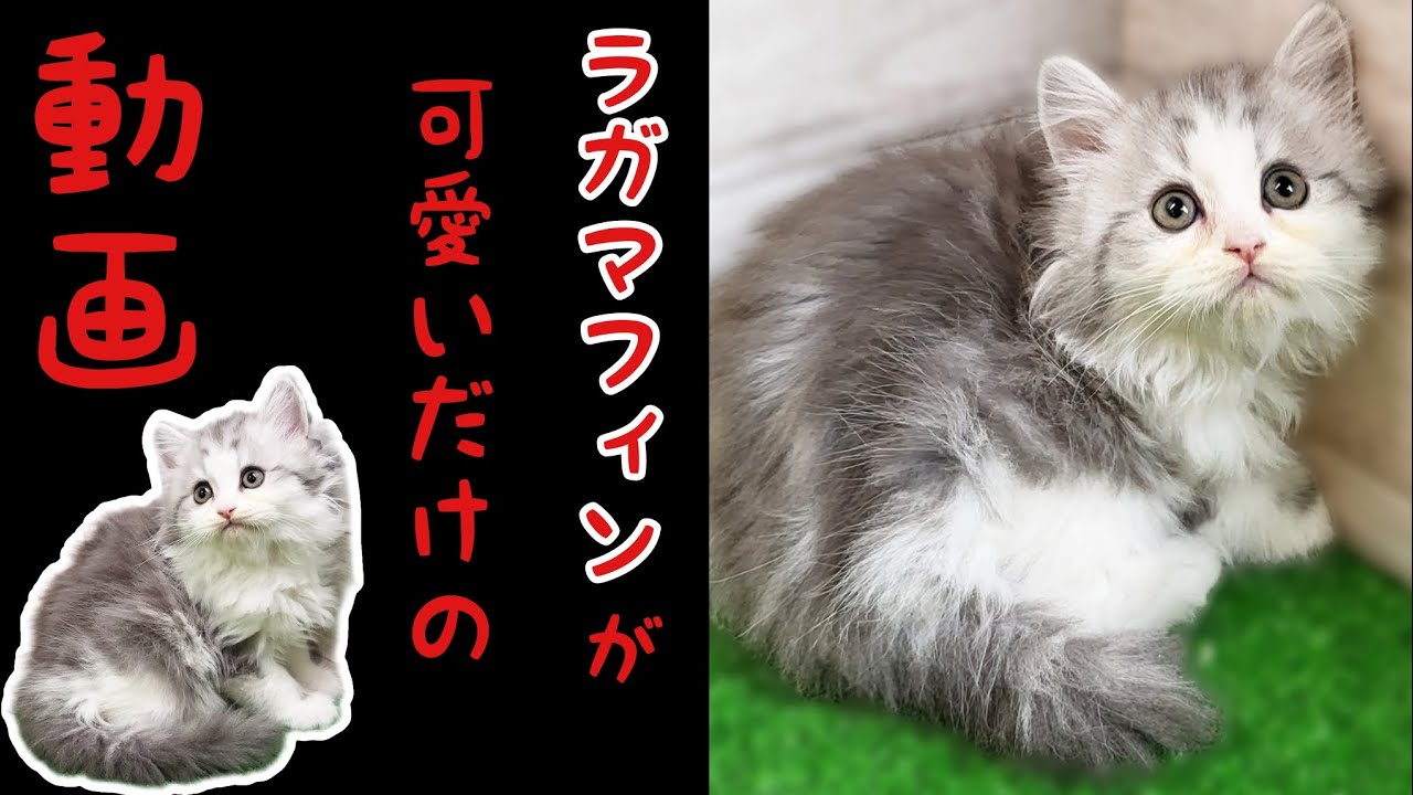 ラガマフィン・子猫【川崎小田栄店】