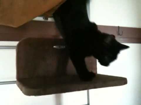 黒猫ボンベイ 20100513