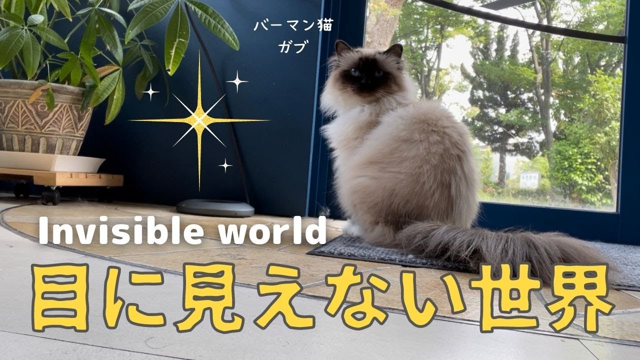 バーマン猫ガブリエル【目に見えない世界】Invisible world（バーマン猫）Birman/Cat