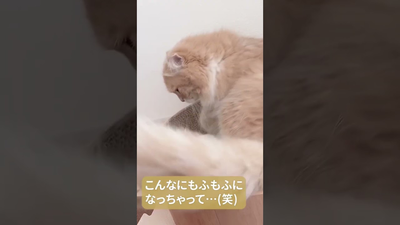 もこもこがもふもふになるまで【スコティッシュフォールド】