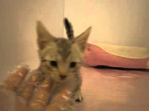 ペットショップＣｏｏ＆ＲＩＫＵ　エジプシャンマウ　Ｎｏ288954